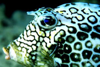 Honeycomb Cow fish, Bonaire. Nikon N70 105macro by Tom Huff 